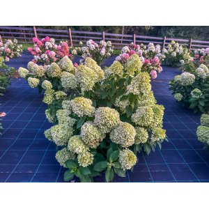 Hortenzia metlinatá (Hydrangea paniculata) ´PASTEL GREEN´® - výška 20-40 cm, kont. C2L